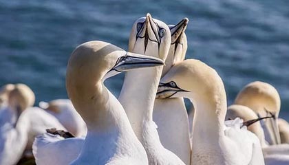 17c影院视频教程隐藏功能拆解缓存一步到位